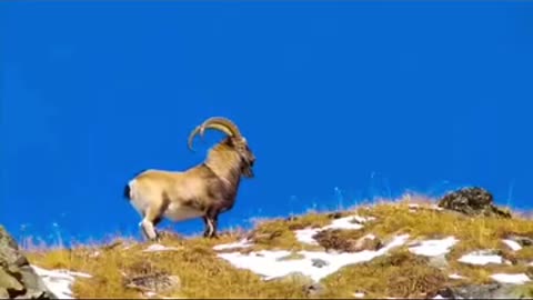 IBEX Mountain Goat
