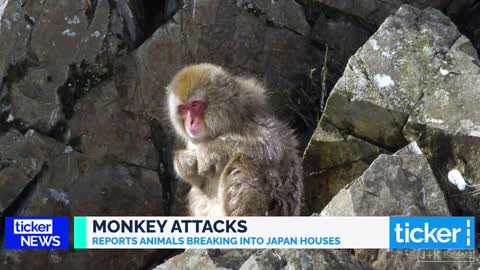 Why are wild monkeys attacking this Japanese city?