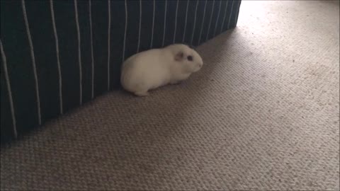 A Cat Dog and Two Guinea Pigs Wander Into The Living Room