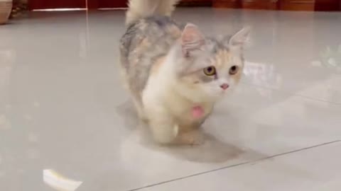 Kucing kaki pendek