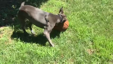 Dog nudges basketball