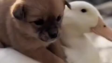 Dog and duck so cute