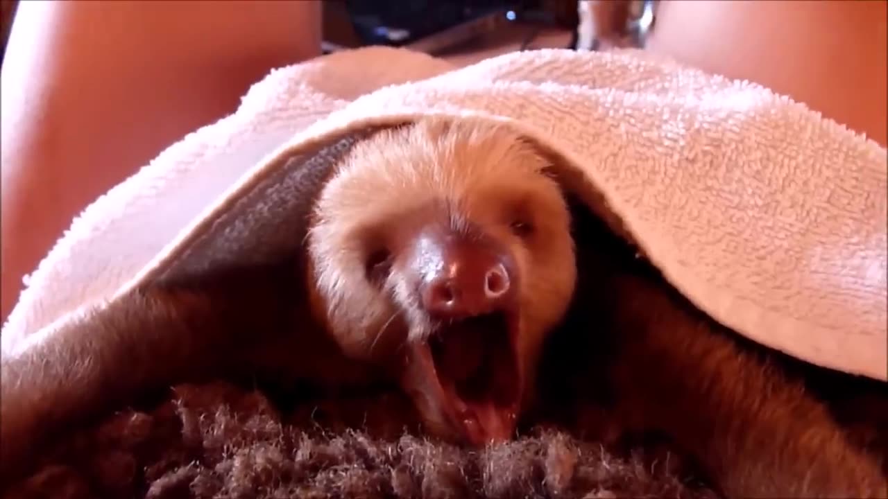 Baby Sloths Being Sloths - FUNNIEST Compilation