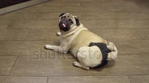 Female pug dog in heat, wearing diapers.Turning from behind and looking at the camera