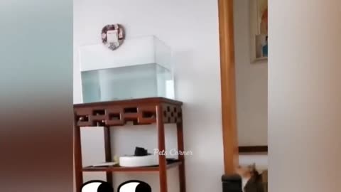 cat try to suicide in water due to summer temperature / funny cat video