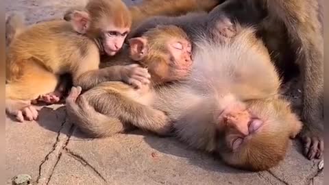 Animals lover monkeys playing