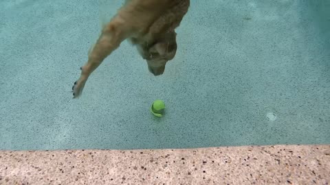 Diving Dog Grabs Ball From Bottom of Pool