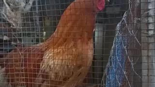 Amazing crowing of my cock