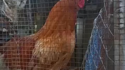 Amazing crowing of my cock