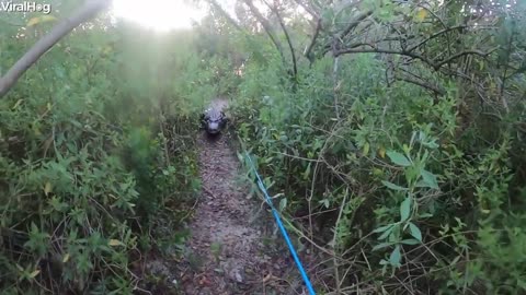 Watch: Giant Alligator Chases Florida Man During Tarpon Fishing