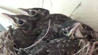 Baby Robins