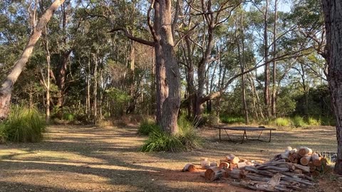 Australian Kookaburra