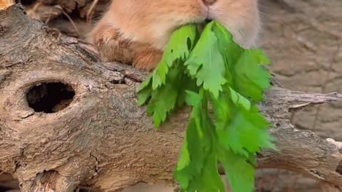 Rabbit 🐰 enjoy coriander leaves 😋 in garden