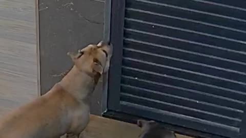 Dog Locks Owner in Bedroom