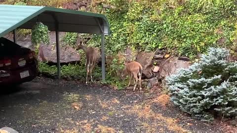 Deer 🦌 fawn 🦌 NW NC at The Treehouse 🌳 Good Sunday Morning from the crew ❤️ ✝️ 🇺🇸