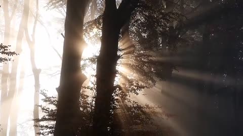 Sunrise light video background _ Beautiful scenery
