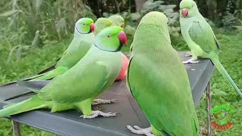 Ringneck Parrot Compilation