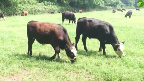 COW VIDEOS 🐄 COWS GRAZING 🐄 COW SOUNDS