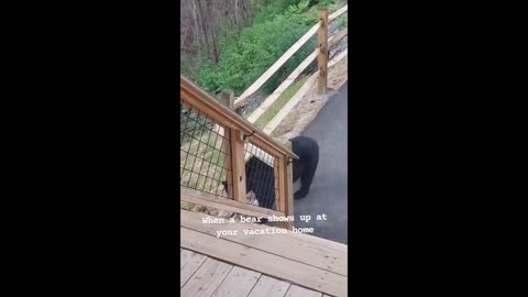 Black bear casually shows up at vacation home