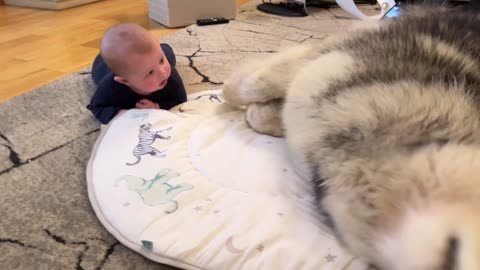 Giant Wolves Supervise Human Puppy Tummy Time! (Adorable Bond!!)