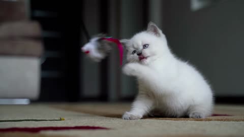 cute small white cat playing with toy