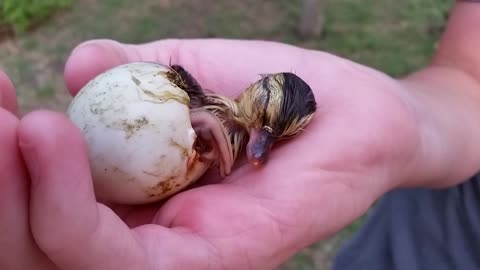 Baby duck's first moments after hatching