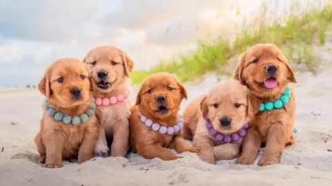 Golden Puppies!!!