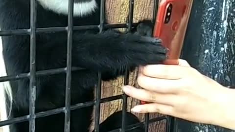 A monkey obsessed with his cell phone