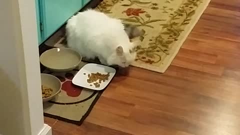 Cat demonstrates strange method of eating food