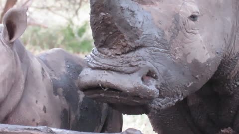 Mother rhino shows off her perfect pout for the camera