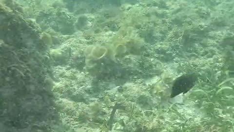 Snorkeling Adventures Philippines: Playful fish swimming around a giant starfish!