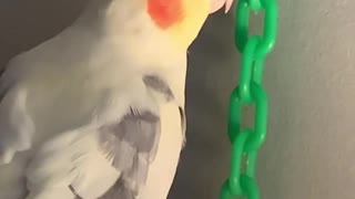 The cockatiel bird plays with iron rings and sings loudly and beautifully 1