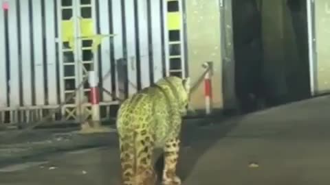 leopard road