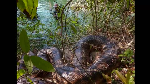 Anacondas in Brazil Adventure - BigAnimals Global Expeditions