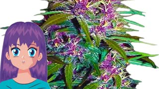 Purple Kush – Crop King Seeds