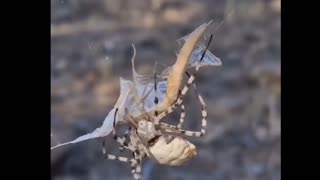 AWESOME¡😱 Spider Catches Praying Mantis