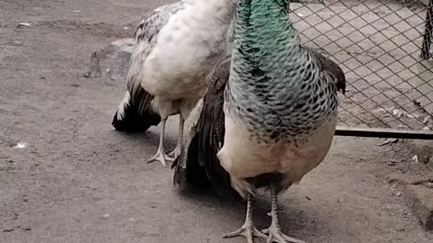 Peacock 🦚 Video By Kingdom of Awais