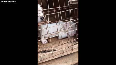 Free dogo argentino puppy dogo argentino for free adoption (Best Quality)