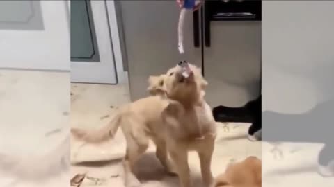 Cute Puppies Eating Whipped Cream