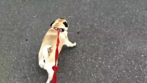Dog loses it after finding out he's at pet