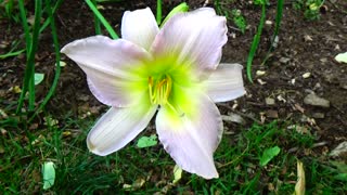 Daylily