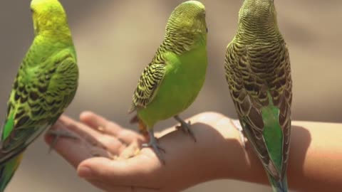 Parakeets