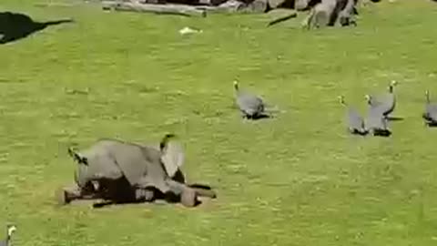 Baby Elephant Chases Birds