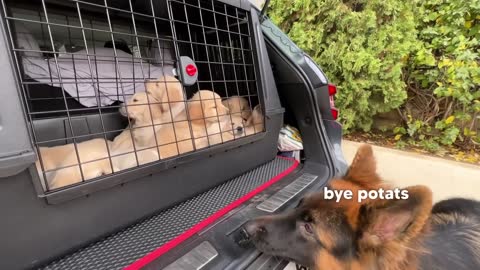 German Shepherd Meets Puppies for The First Time