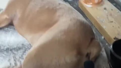 Funny dog farting