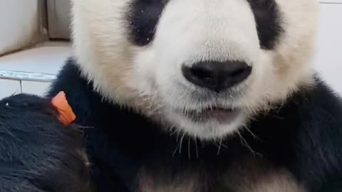 The giant panda