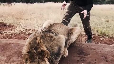 Scaring a Lion