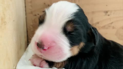 A newborn black dog