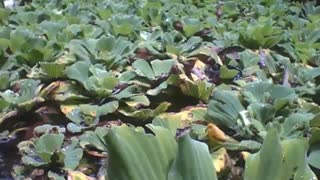 Filming the plants of the lake in the botanical garden, have fish living there [Nature & Animals]