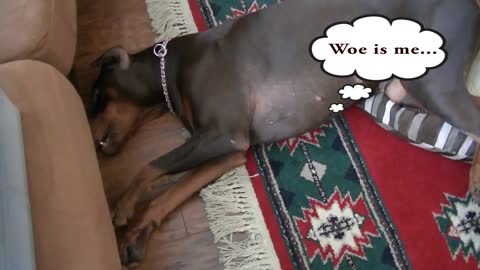 Roma The Doberman - Loses Her Chewy Again